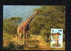 KENYA   Carte  Maxi  WWF  Panda   Girafe - Giraffes