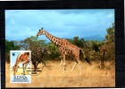 KENYA   Carte  Maxi  WWF  Panda   Girafe - Giraffes