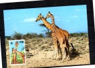 KENYA   Carte  Maxi  WWF  Panda   Girafe - Giraffen