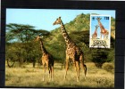 KENYA   Carte  Maxi  WWF  Panda   Girafe - Giraffes