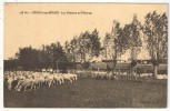 91 - Epinay Sous Sénart - Les Moutons Au Pâturage - Epinay Sous Senart