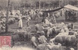 Algérie - Environs D'Alger - Marché Aux Moutons De Maison Carrée - Scènes & Types
