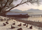 Chiemsee - Mit Enten Am Steg - Chiemgauer Alpen