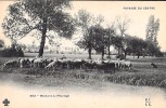 CARTE POSTALE ORIGINALE ANCIENNE : MOUTONS AU PATURAGE  PAYSAGE DU CENTRE  ANIMEE LOIRE (42) - Viehzucht