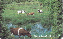 TARJETA DE SUECIA DE UNAS VACAS (COW-VACA) - Mucche