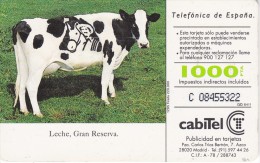 TARJETA DE ESPAÑA DE UNA VACA (COW-VACA) - Vacas