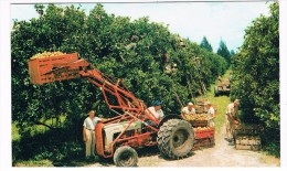 TRACTOR-8   Citrus Harvest In Florida ( With Tractor) - Tracteurs