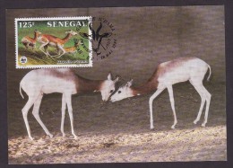 Gazelle - Senegal - Cartoline Maximum