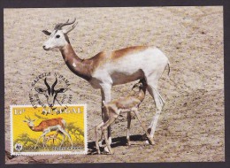 Gazelle - Senegal - Maximum Cards