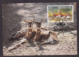 Gazelle - Senegal - Cartes-maximum