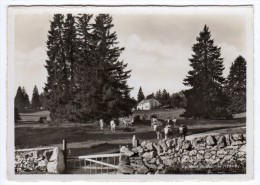 Suisse-VD- Au Mont De Baulmes ( Alt.1289 M.) Vaches- - Baulmes