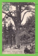 PARIS / LE GRAND CEDRE DU LIBAN AU JARDIN DES PLANTES  / Carte Centenaire écrite En 1907 - Trees