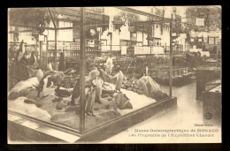 Musee Oceanographique De Monaco / Postcard Not Circulated - Museo Oceanografico