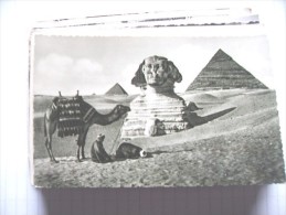 Egypte Egypt Pyramids Pyramides  Camel And Sfynx - Pyramides
