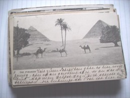 Egypte Egypt Pyramids Pyramides  Camels And Trees - Piramiden