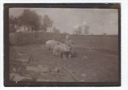 3 Photos  Ferme,cochons - Autres & Non Classés