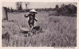 Porteuse De Grains De Paddy - Vietnam
