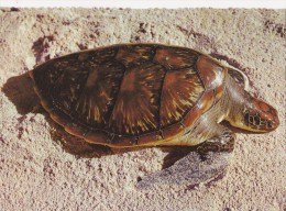 CPM Tortue Australie - Tortugas