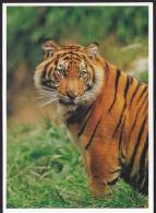 Tiger - Tigre - A Sumatran Tiger (Panthera Tigris Sumatrae) At San Diego Zoo's Wild Animal Park, California, USA - Tiger