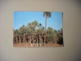 ARABIE SAOUDITE KINGDOM OF SAUDI ARABIA PALM GROVE NEAR BISHA - Saudi-Arabien