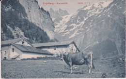 Suisse :   ENGELBERG  -  Herrenrüti (  Vache) - Rüti