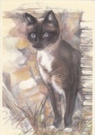 Joli Chat Par Bernadette Voz - Katten
