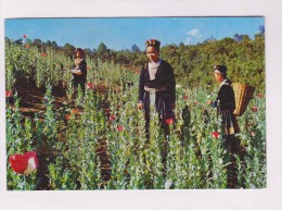 CPM TRIBE GIRLS IN THE OPIUM  POPPY!! (voir Timbre) - Laos