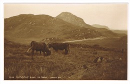 RB 1065 -  Judges Real Photo Postcard - Highland Cattle On Melfort Road Nr Oban Argyllshire Scotland - Argyllshire