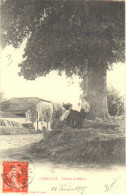 1907  Lunéville " L'Arbre De Méhon " - Luneville