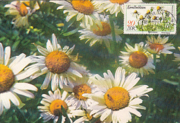 31723- CHAMOMILLE, MEDICINAL PLANT, MAXIMUM CARD, 1985, EAST GERMANY - Plantes Médicinales