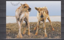 2012 Canada Post Card Caribou Fauna Unused - Cartes Modernes