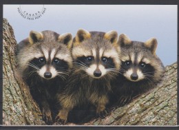 2012 Canada Post Card Racoon Fauna Unused - Cartes Modernes