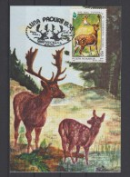 1996 Romania Forest Month Deer Fauna Maximum Card - Maximumkarten (MC)