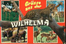 Rarität Tierpark Zoo Wilhelma Stuttgart Bad Cannstatt Tiger Giraffe Flamingo Damwild Bison 15.8.1972 - Tigres