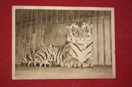 Mozcow Zoo - Bengale Tiger  - - Old PC - 1928 - Very Rare! - Tigri