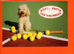 Tennis - Humour Chien Caniche     (écrite Et Non Oblitérée) - Tenis