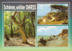 Darß - Schöner Wilder Darss - Fischland/Darss