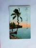 Carte Postale Ancienne : BELIZE :  British Honduras, Natural Cork Screw , Manantee, Lagoon Near Belize - Belice
