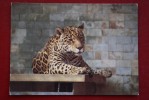 From ANIMALS OF AMERICA IN BRATISLAVA ZOO Set.  Jaguar. 1970s Postcard - Tijgers