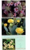 LOT 3 Cartes CACTUS - Flowering Cactus At The Southwest - - Cactussen