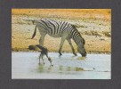 ANIMAL - ANIMAUX - ETOSHA PAN ANDONI - AFRICA - ZEBRA AND CROWNED CRANE - SEBRA EN MAHEM - FOTO H. MUNKELT - Zèbres