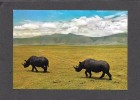 ANIMAL - ANIMAUX - AFRICA - RHINOS IN NGORONGORO CRATER - BY SAPRA STUDIO - Neushoorn