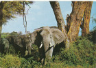 AFRICA, UGANDA, Elephant  1968, Stamp Bird, Old Photo Postcard - Oeganda