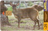 Nº 91 TARJETA DE URUGUAY GUAZU VIRA  (CIERVO-DEER) - Uruguay