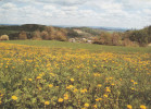 PK-CP Deutschland, Ruderitz, Ungebraucht, Siehe Bilder!*) - Plauen