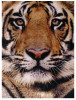 (760) WWF Tiger - Tigre - Tigres