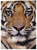 (760) WWF Tiger - Tigre - Tigres