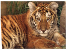 (760) WWF Tiger Cub - Tigre - Tigers