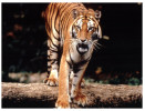 (760) WWF Tiger - Tigre (folding Card) - Tigres