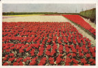 Lisse - Keukenhof  - Speciale Afstempeling 1951 - Lisse